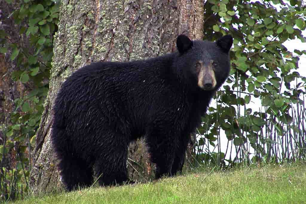 florida black bear