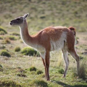 Algunos datos del Guanaco