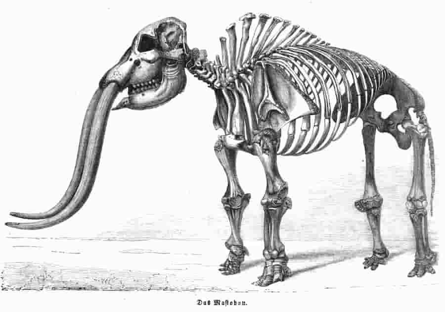 huesos de mastodonte
