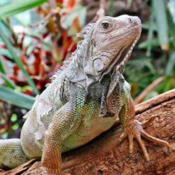 Datos de la iguana: hábitat, comportamiento, dieta