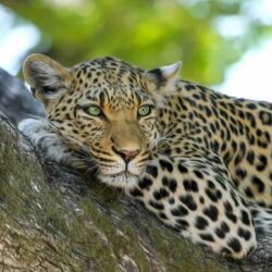 Datos del leopardo: hábitat, comportamiento, dieta