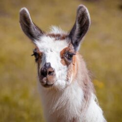 Llamas y Alpacas