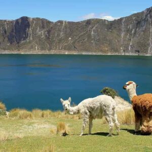 Datos sobre las llamas: hábitat, comportamiento, dieta