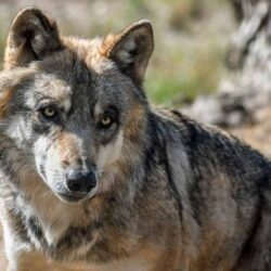 Hechos del lobo gris