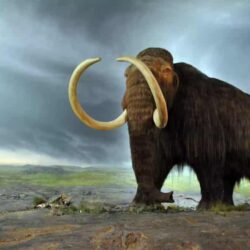 10 hechos sobre el mamut lanudo