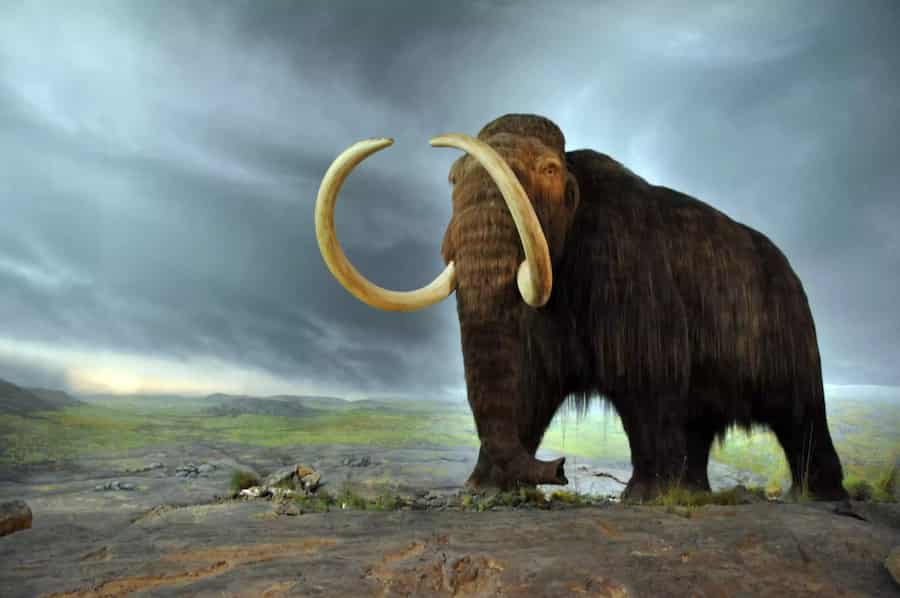 mamut lanudo