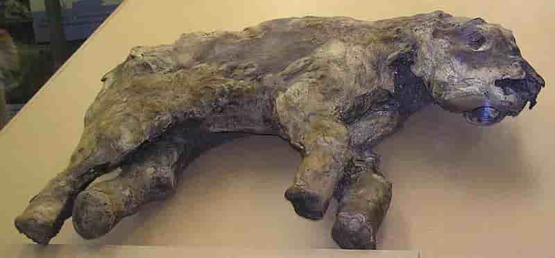 mamut permafrost