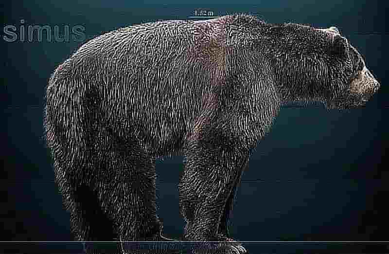 oso gigante de cara corta
