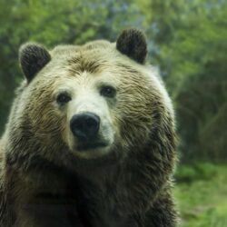 Bear Facts: Hábitat, Comportamiento, Dieta