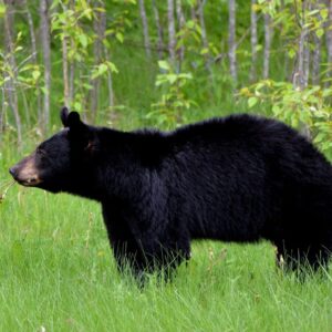 Datos del oso negro americano