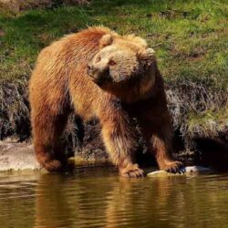 Datos del oso grizzly (Ursus arctos horribilis)