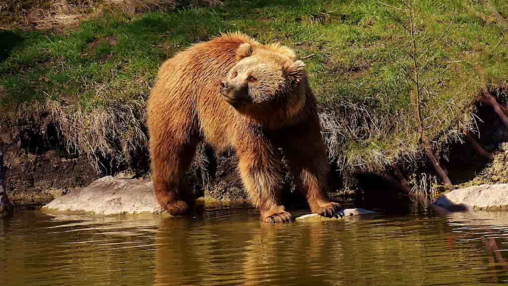 oso pardo