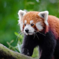 Datos interesantes del panda rojo