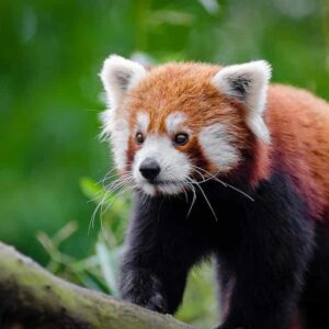 Datos interesantes del panda rojo