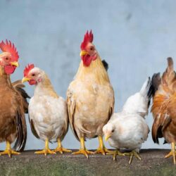 La historia de la domesticación de los pollos (Gallus domesticus)