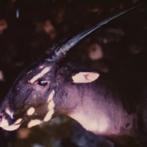 Datos de Saola: hábitat, comportamiento, dieta