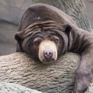 Datos de Sun Bear
