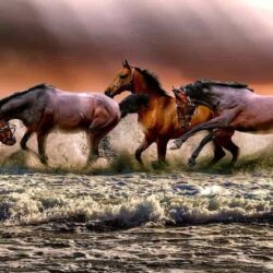 La domesticación y la historia de los caballos modernos